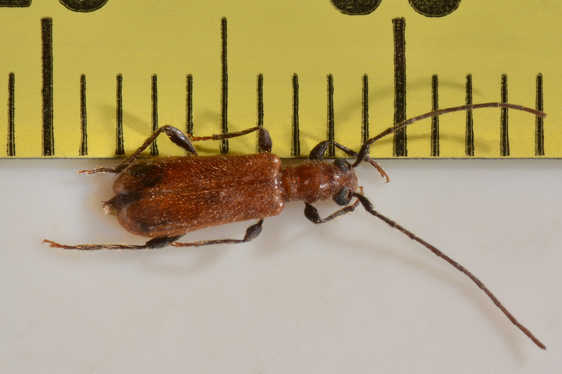 Cerambycidae: Obrium sp?  S,  Obrium cantharinum, femmina